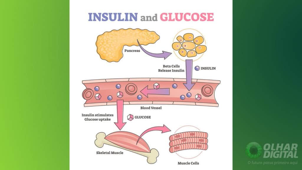 Quais os tipos de diabetes? Conheça cada um e seus sintomas
