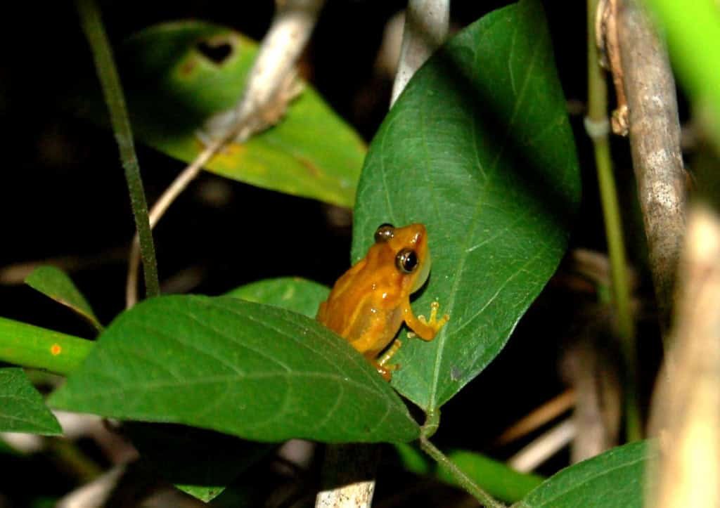 Conheça ‘coqui’, a rã que canta para turistas em Porto Rico