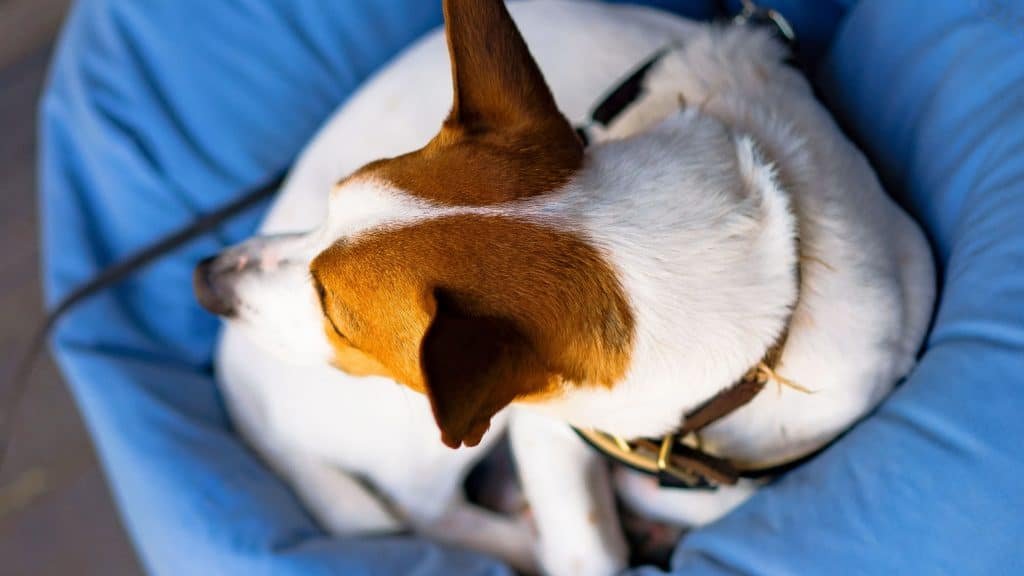 Por que cães giram antes de deitar?