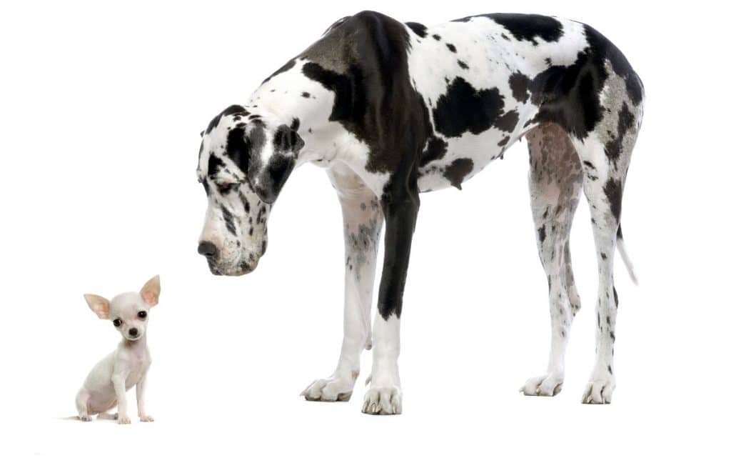 Você conhece as maiores raças de cachorro do mundo? Algumas chegam a 100 kg!