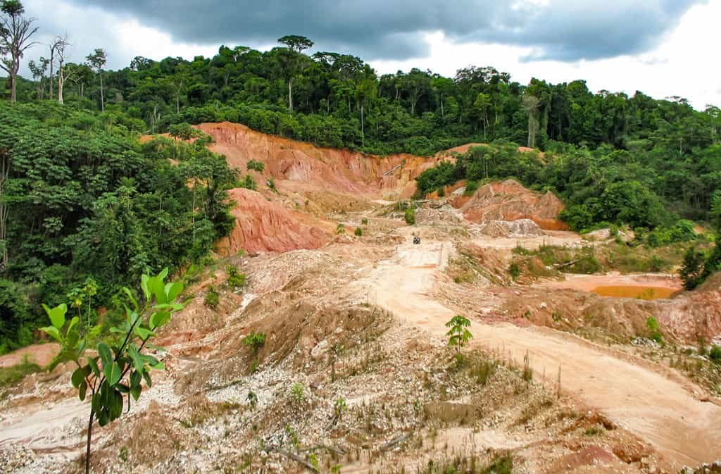 Florestas não estão se recuperando após a mineração de ouro na Amazônia