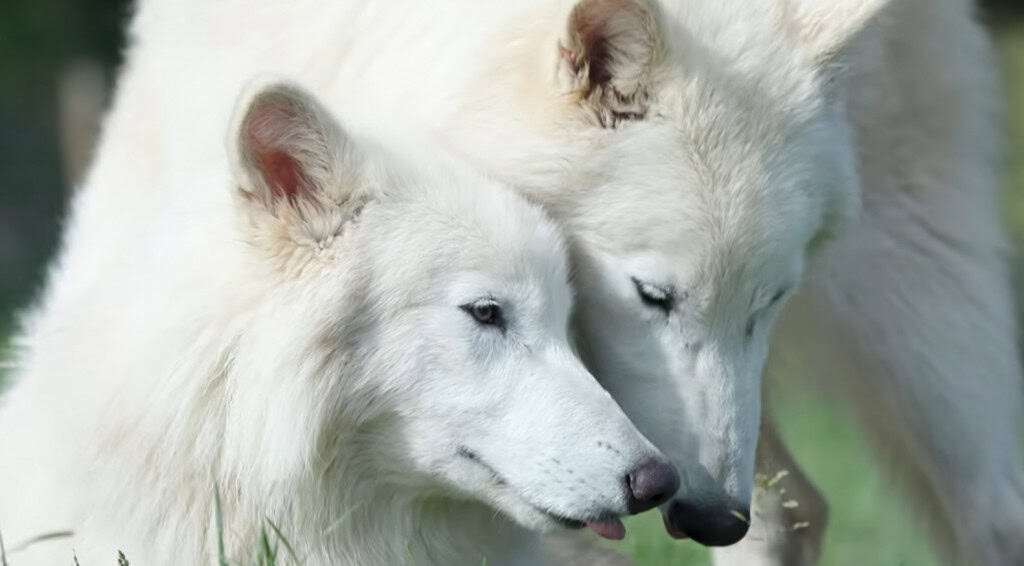 Lobos “quase” terríveis completam seis meses e dobram de tamanho