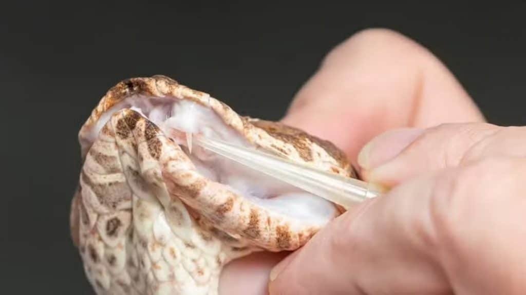 O que fazer ao ser picado por aranha, escorpião ou cobra? Veja os primeiros-socorros